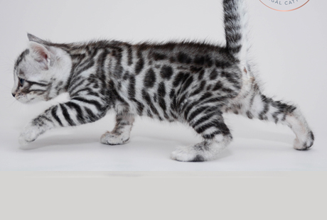 Bengal Kittens for sale near me